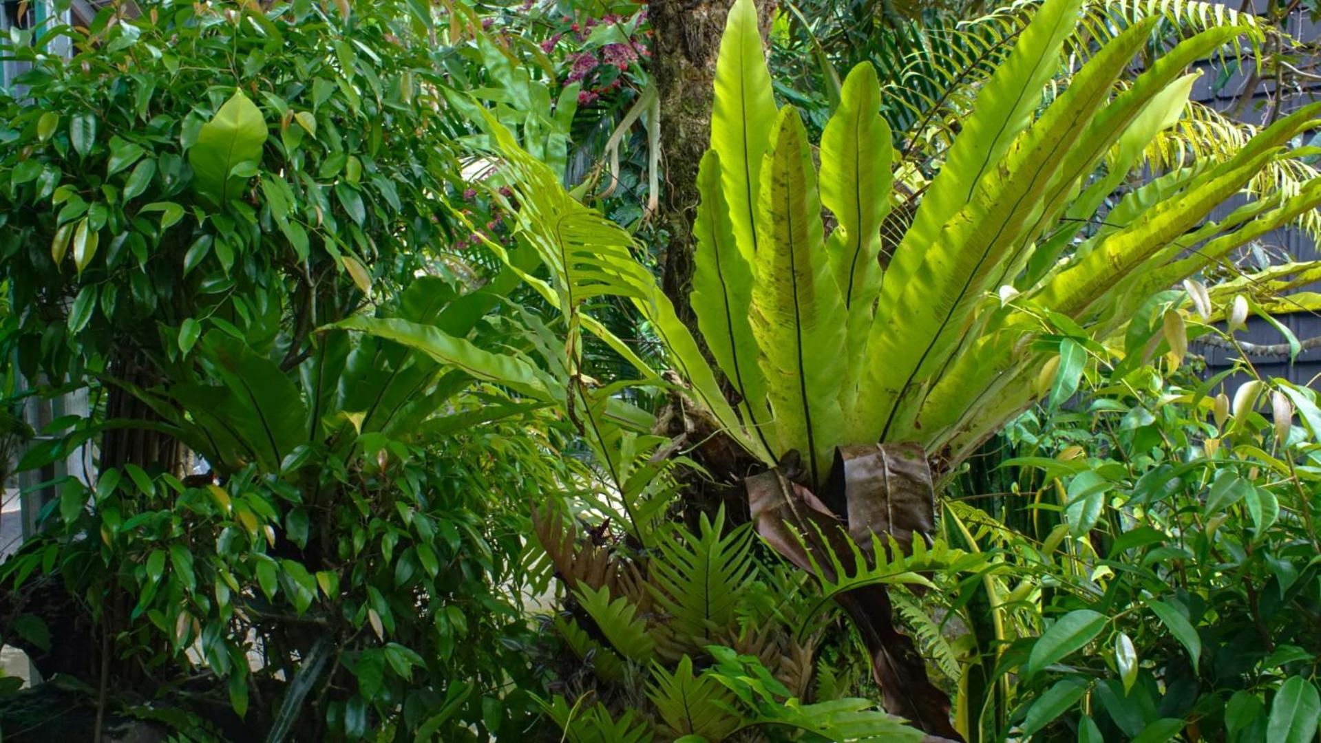 Goa Walet Cottage Praya Exteriér fotografie